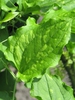 Smilax tamnoides