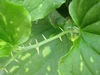 Smilax tamnoides
