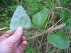 Smilax glauca