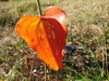 Smilax glauca