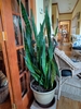Houseplant view