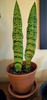 Houseplant view