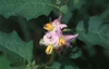 Solanum carolinense