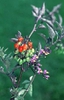 Solanum dulcamara