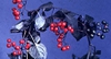 Solanum dulcamara