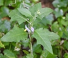 Form