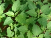 Solanum americanum