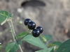 Dark purple round fruits
