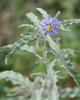 Blue flower and leaves with shallow lobes