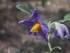 Blue flower with yellow stamens