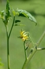 White flower of the tomato