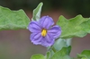 Solanum melongena flower
