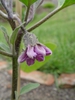 Solanum melongena flower
