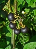 Black round fruits