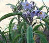 Blue flowers and green leaves