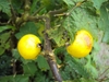 Mature fruits