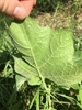 Underside of leaf
