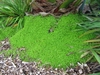 Soleirolia soleirolii