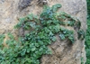 Soleirolia soleirolii