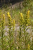 Solidago nemoralis