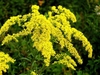 Cluster of small yellow flowers on spreading branches.
