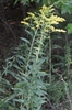 Cluster of small yellow flowers on spreading branches.