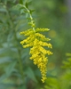 Solidago altissima