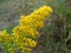 Solidago altissima