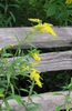 Solidago altissima