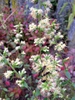 Solidago bicolor