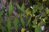 Solidago caesia