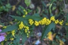 Solidago caesia