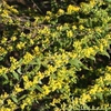 Solidago caesia