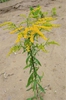 Solidago juncea
