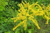 Solidago juncea