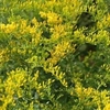 Solidago