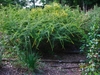 'Fireworks' start of blooming, late summer, Iredell County, NC