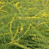 Flowers of "Fireworks'