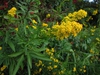 Flowering plant