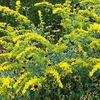 'Solar cascade' form