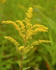 Solidago speciosa