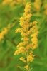 Solidago speciosa
