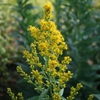 Solidago speciosa