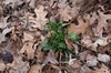 Solidago speciosa