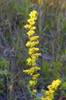 Solidago uliginosa