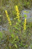 Solidago uliginosa
