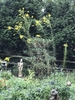Cluster of small yellow flowers on spreading branches.