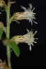 Side view of flowers (Niagara-on-the-Lake, ON)-Early Fall