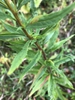 Stem
