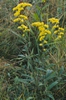 Solidago nemoralis
